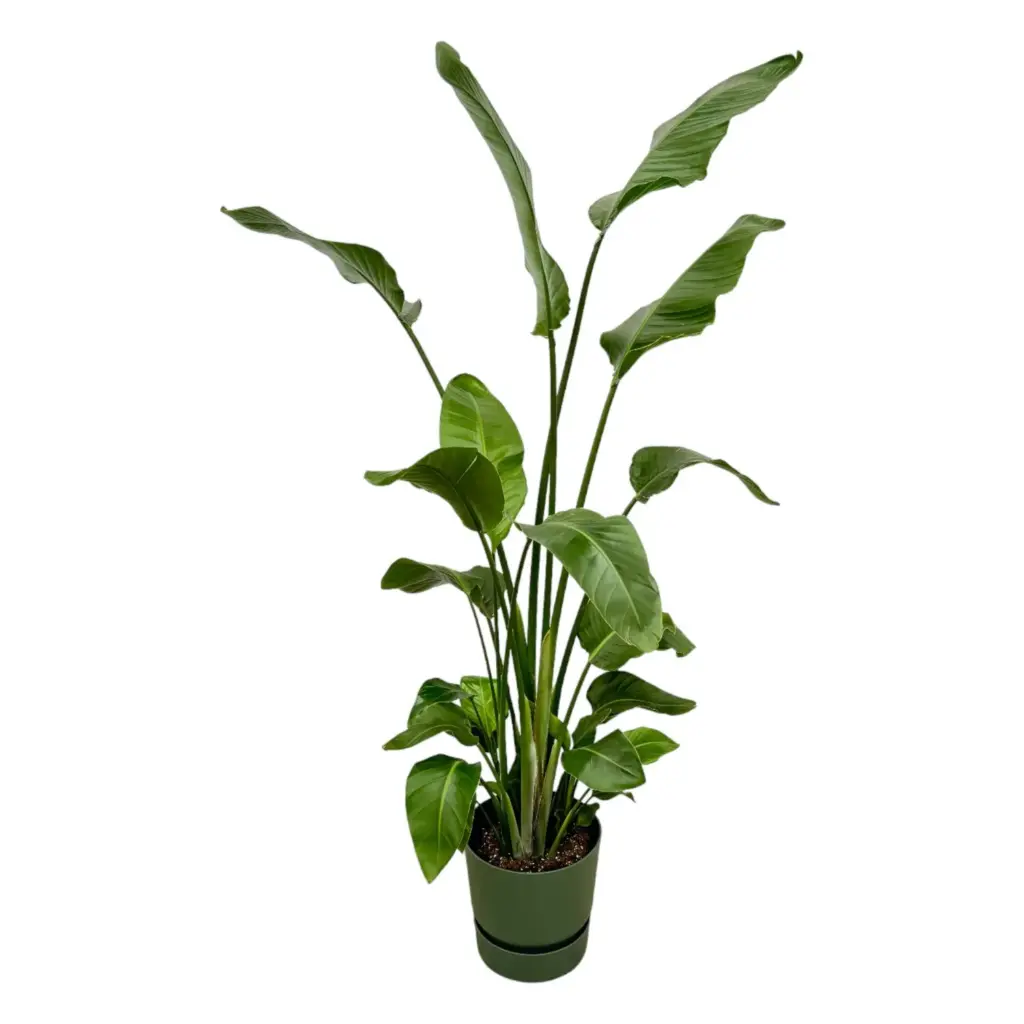 Strelitzia Nicolai met elho Greenville Round groen