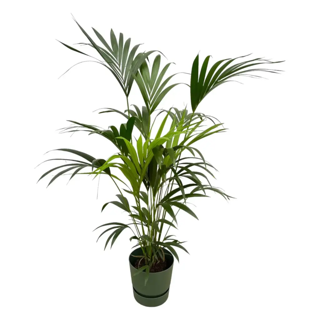 Kentia palm met elho Greenville Round sierpot groen