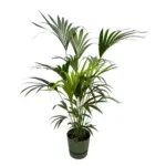 Kentia palm met elho Greenville Round sierpot groen