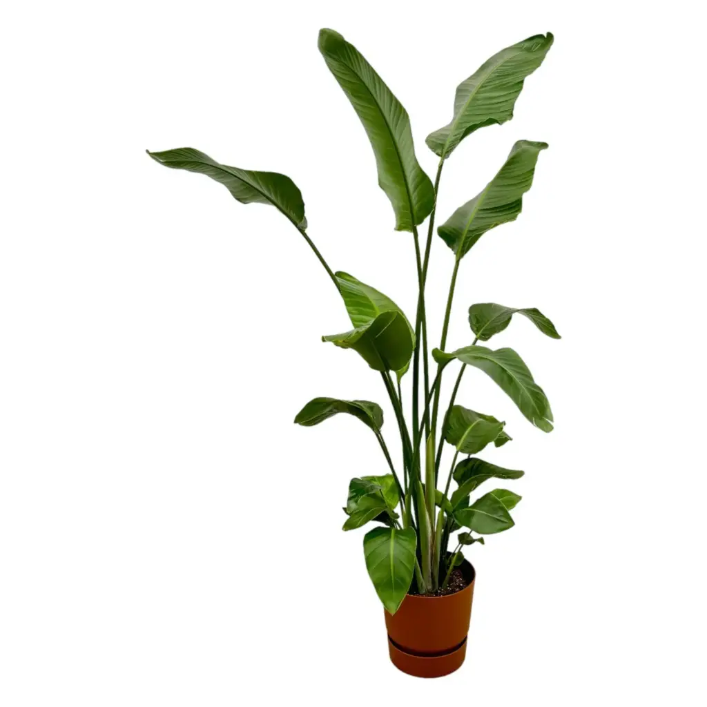 Strelitzia Nicolai kamerplant met elho Greenville Round bruin