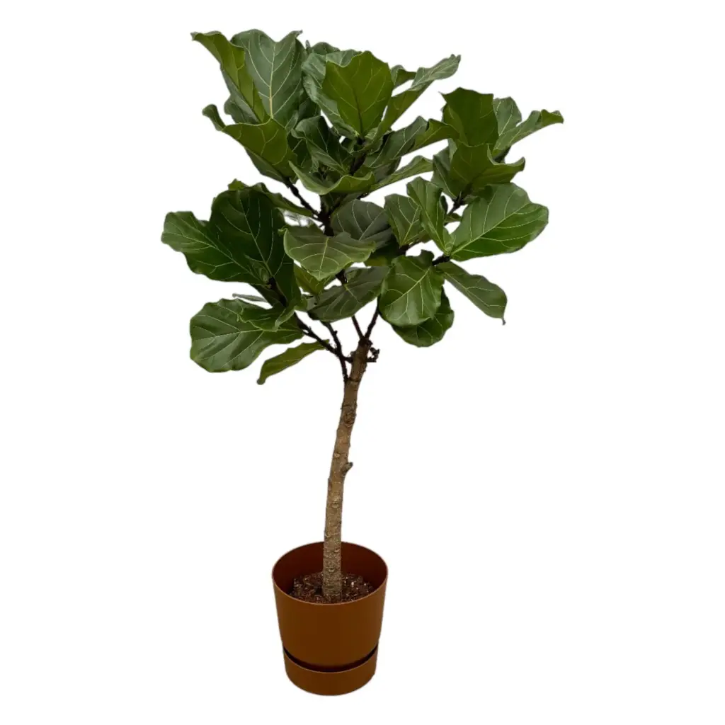 Ficus Lyrata stam met elho Greenville Round bruine pot