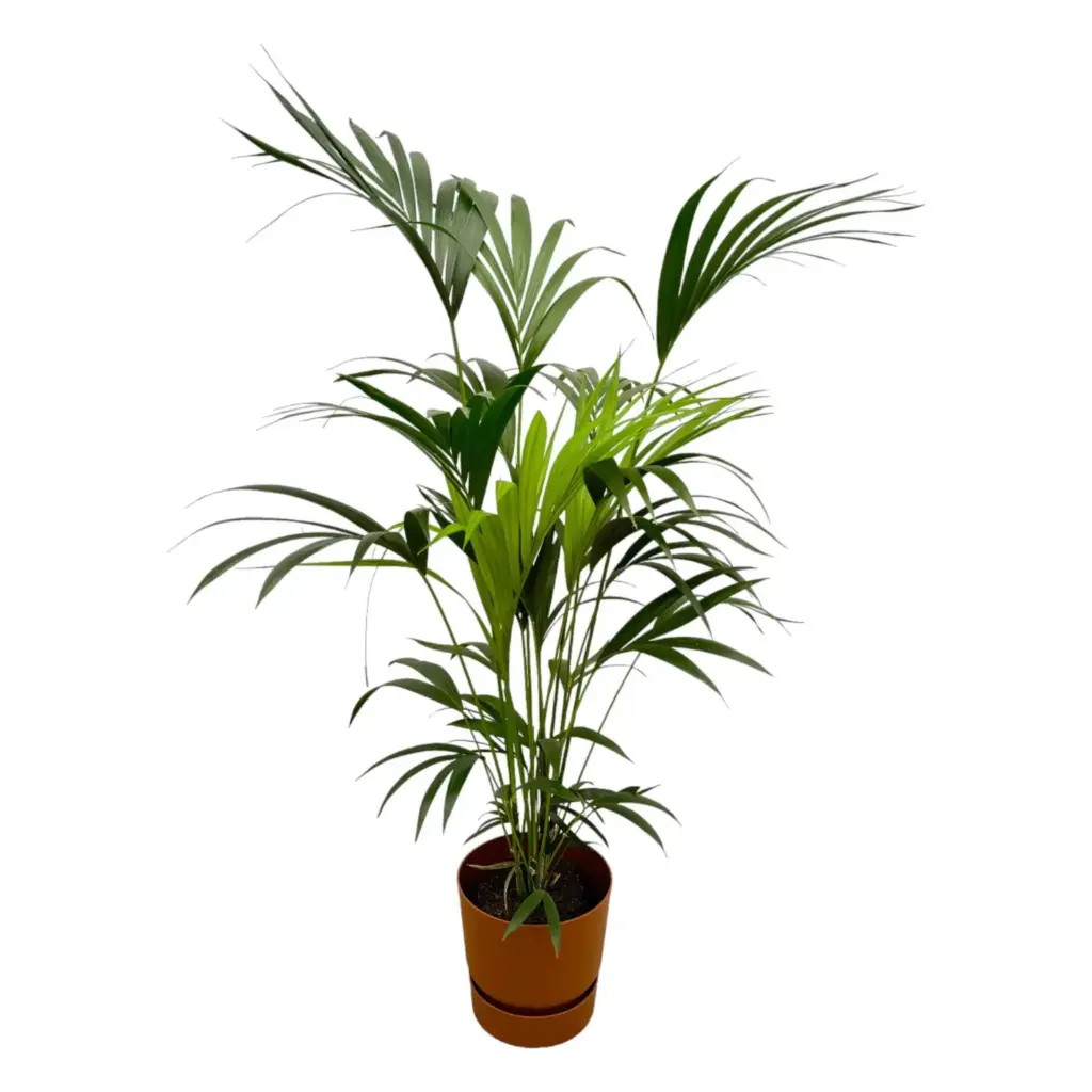 Kentia palm met elho Greenville Round sierpot bruin