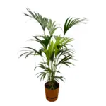 Kentia palm met elho Greenville Round sierpot bruin