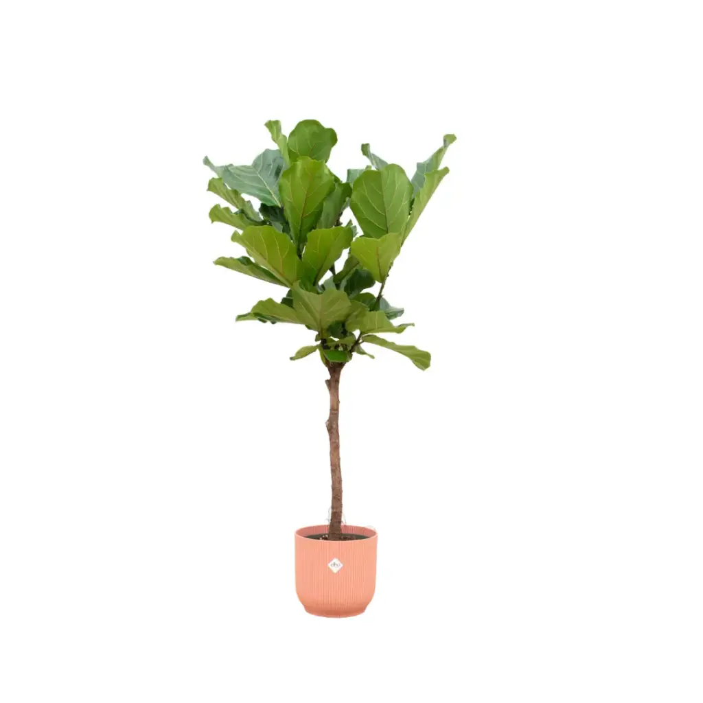 Ficus Lyrata stam met elho Vibes Fold Round roze pot