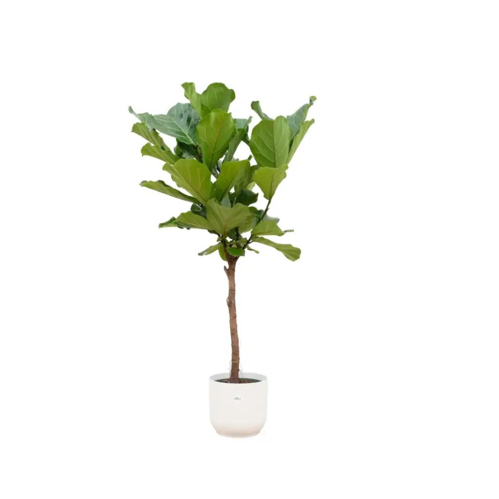 Ficus Lyrata stam met elho Vibes Fold Round witte pot