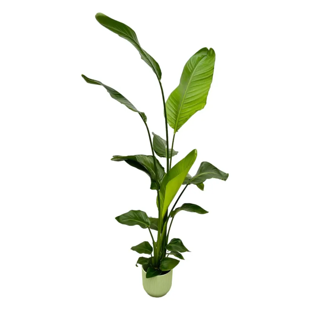 Strelitzia Nicolai met elho Vibes Fold Round groen