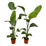 Strelitzia Nicolai kamerplant – set van 2 stuks