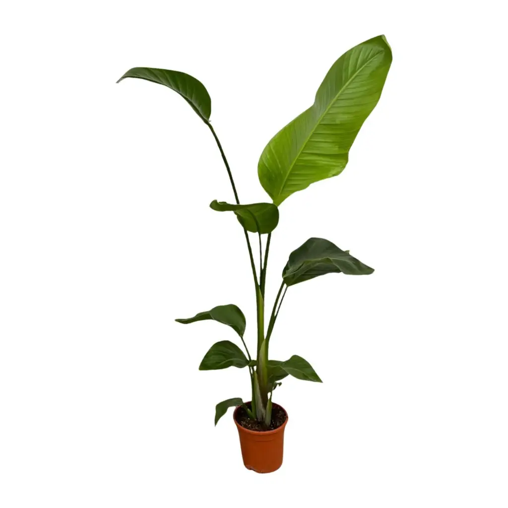 Strelitzia Nicolai kamerplant – set van 2 stuks