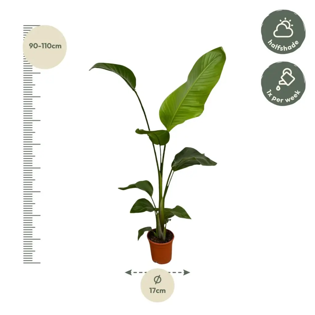 Strelitzia Nicolai kamerplant – set van 2 stuks