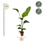 Strelitzia Nicolai kamerplant – set van 2 stuks