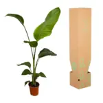 Strelitzia Nicolai kamerplant – set van 2 stuks
