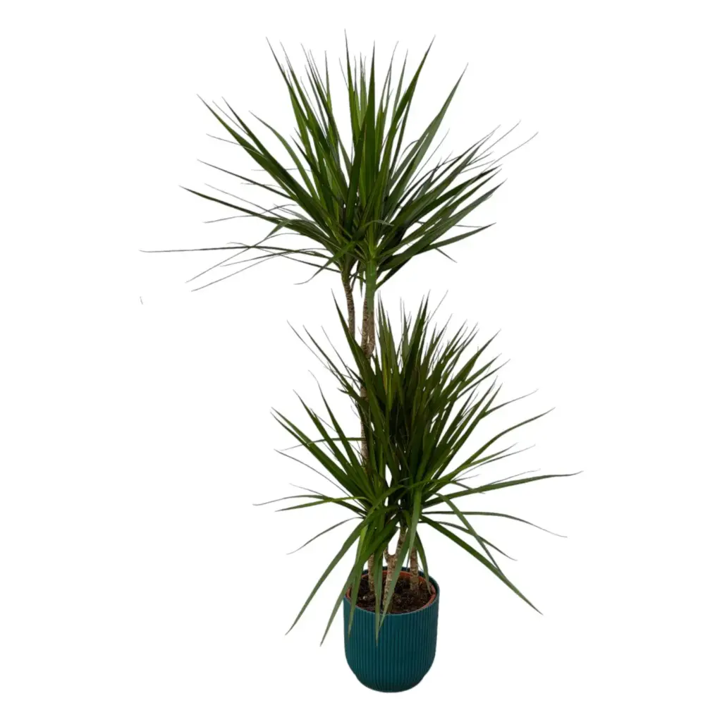 Dracaena Marginata met elho Vibes Fold Round blauw