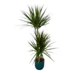 Dracaena Marginata met elho Vibes Fold Round blauw