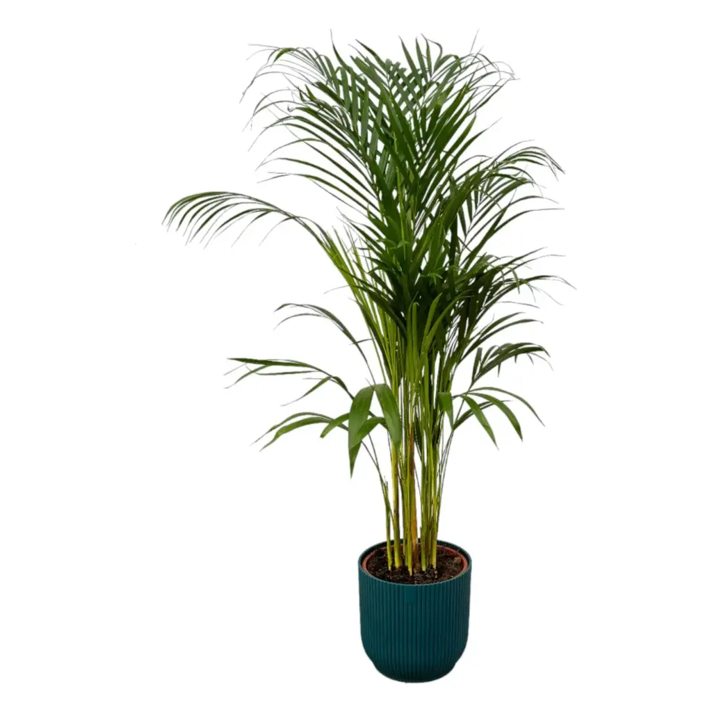 Areca palm kamerplant met elho Vibes Fold Round blauw