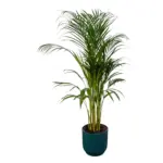 Areca palm kamerplant met elho Vibes Fold Round blauw