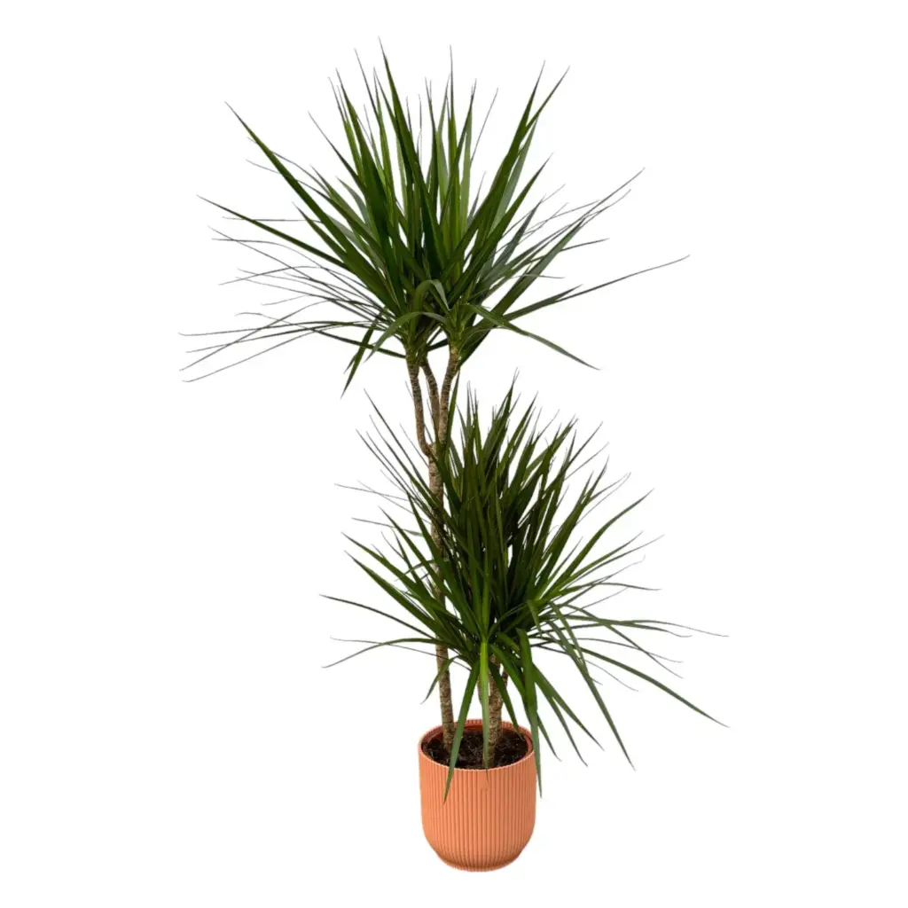 Dracaena Marginata kamerplant met elho Vibes Fold Round roze