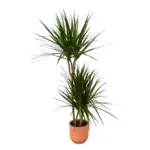 Dracaena Marginata kamerplant met elho Vibes Fold Round roze
