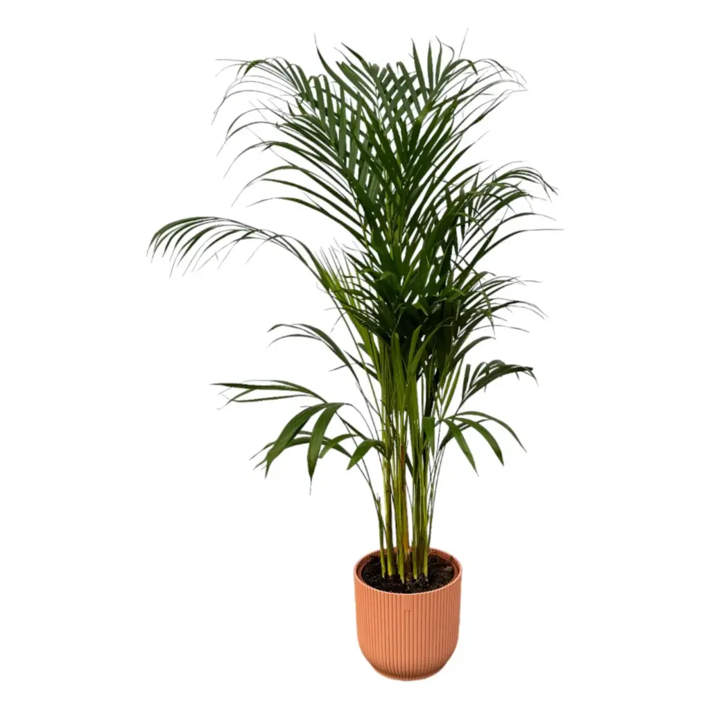 Areca palm kamerplant met elho Vibes Fold Round roze