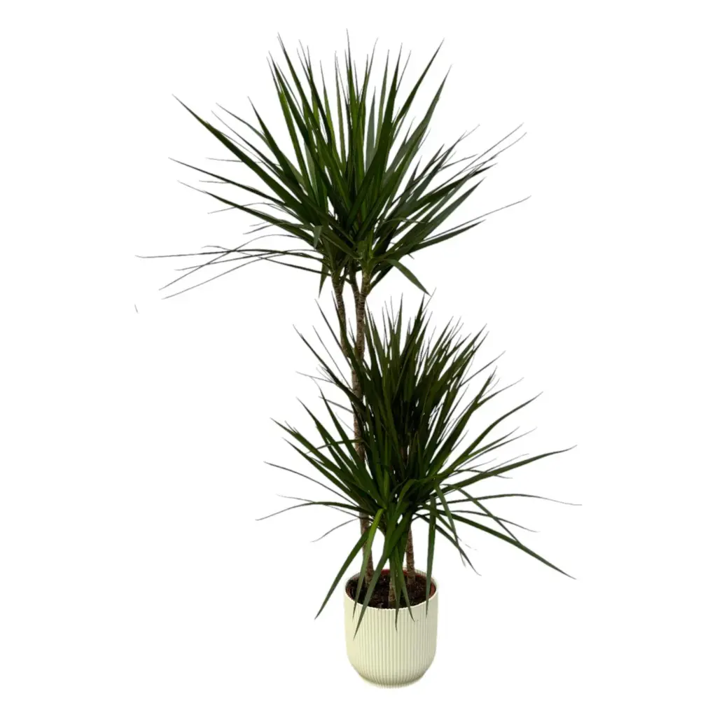 Dracaena Marginata kamerplant met elho Vibes Fold Round wit