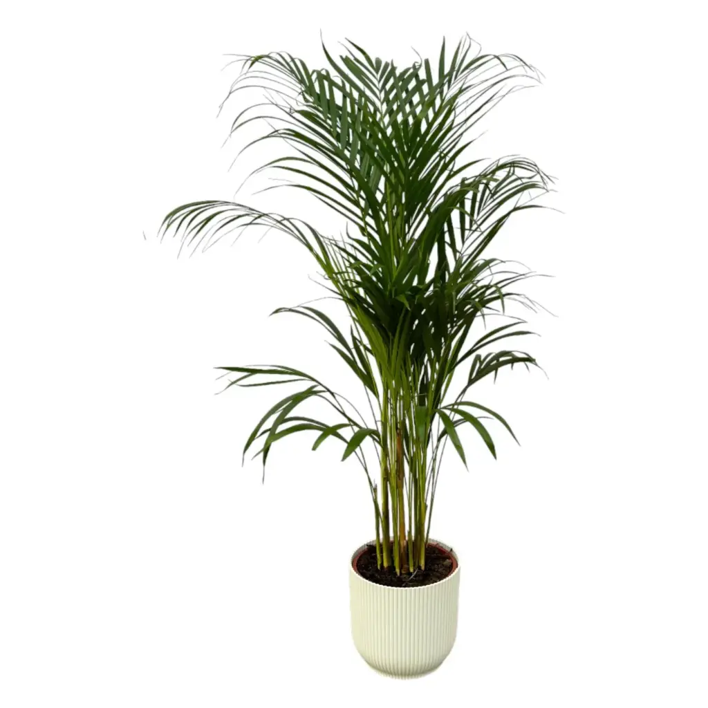 Areca palm kamerplant met elho Vibes Fold Round wit