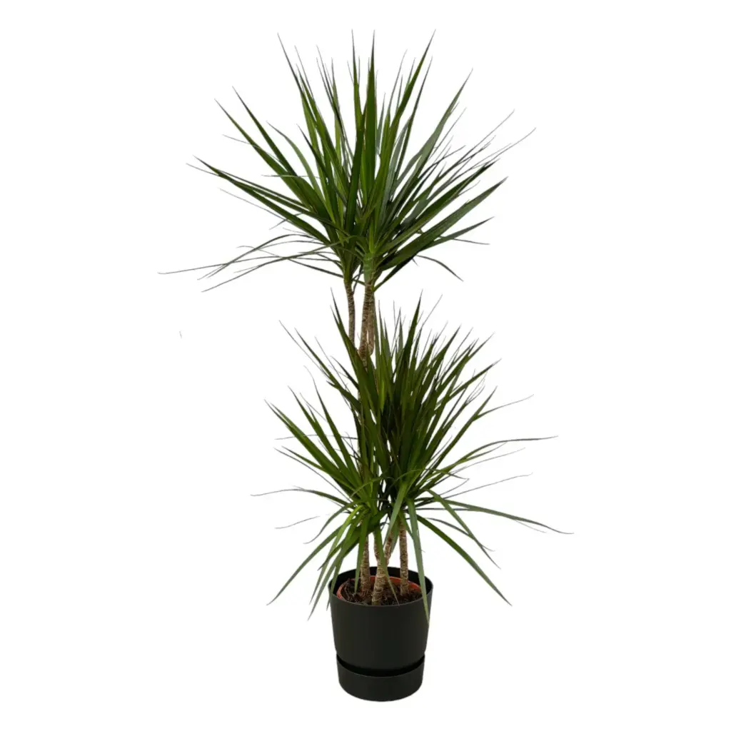 Dracaena Marginata met elho Greenville Round zwart