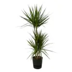 Dracaena Marginata met elho Greenville Round zwart
