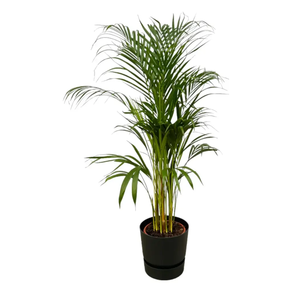 Areca palm kamerplant met elho Greenville Round zwart
