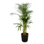 Areca palm kamerplant met elho Greenville Round zwart