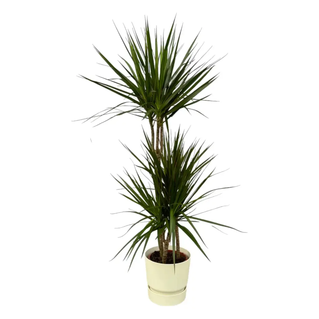 Dracaena Marginata met elho Greenville Round wit