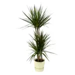 Dracaena Marginata met elho Greenville Round wit