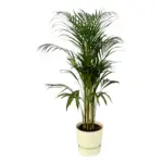 Areca palm kamerplant met elho Greenville Round wit