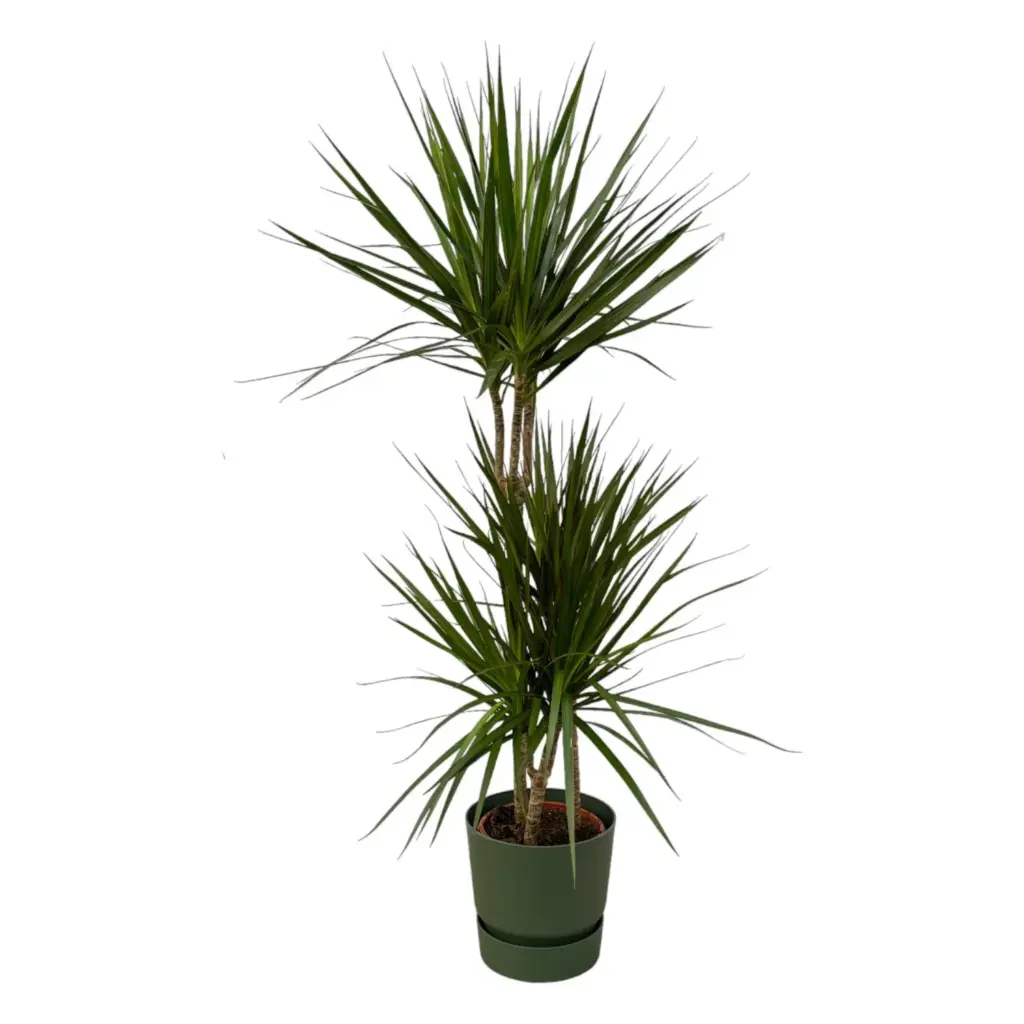 Dracaena Marginata met elho Greenville Round groen