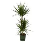 Dracaena Marginata met elho Greenville Round groen