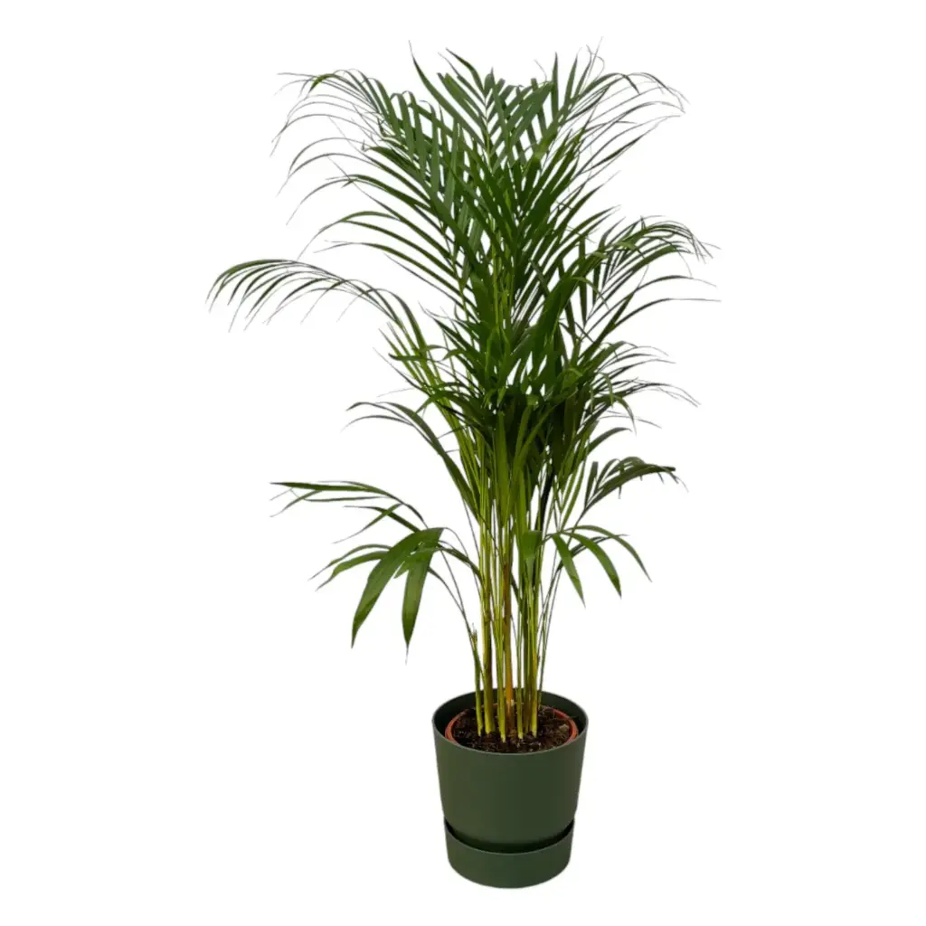 Areca palm kamerplant met elho Greenville Round groen