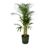 Areca palm kamerplant met elho Greenville Round groen