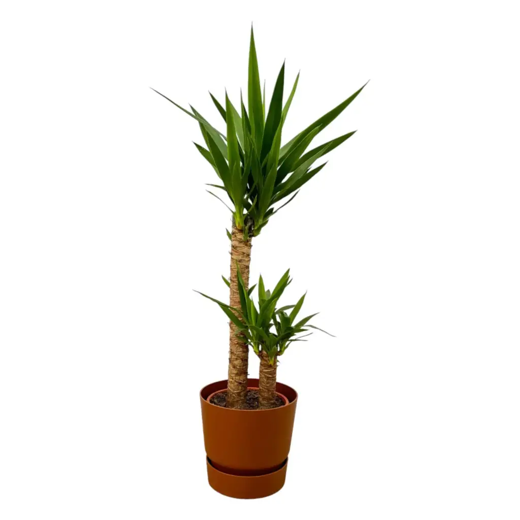 Yucca kamerplant met elho Greenville Round sierpot bruin