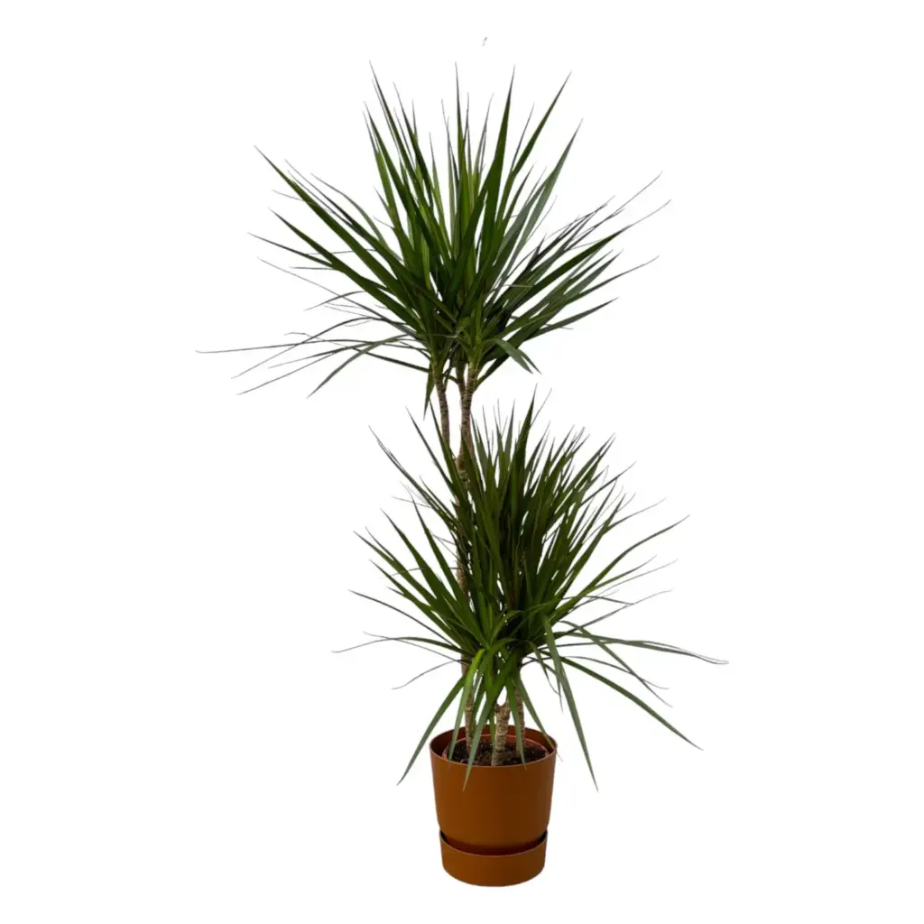Dracaena Marginata met elho Greenville Round bruin