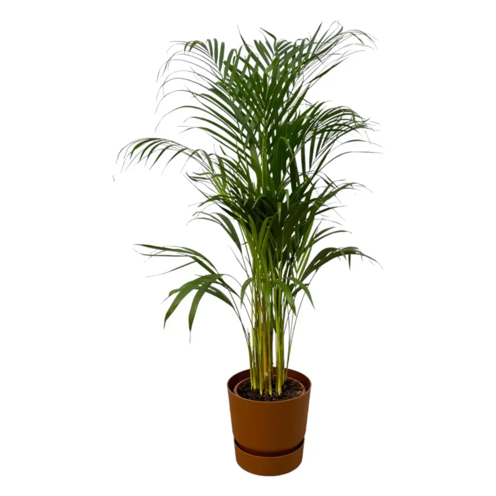 Areca palm met elho Greenville Round bruine pot