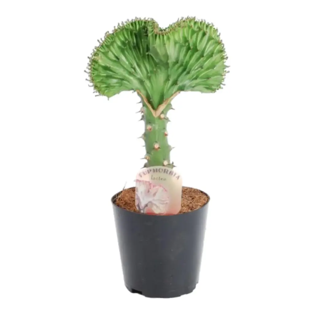 Euphorbia lactea Cristata groen – bijzondere kamerplant