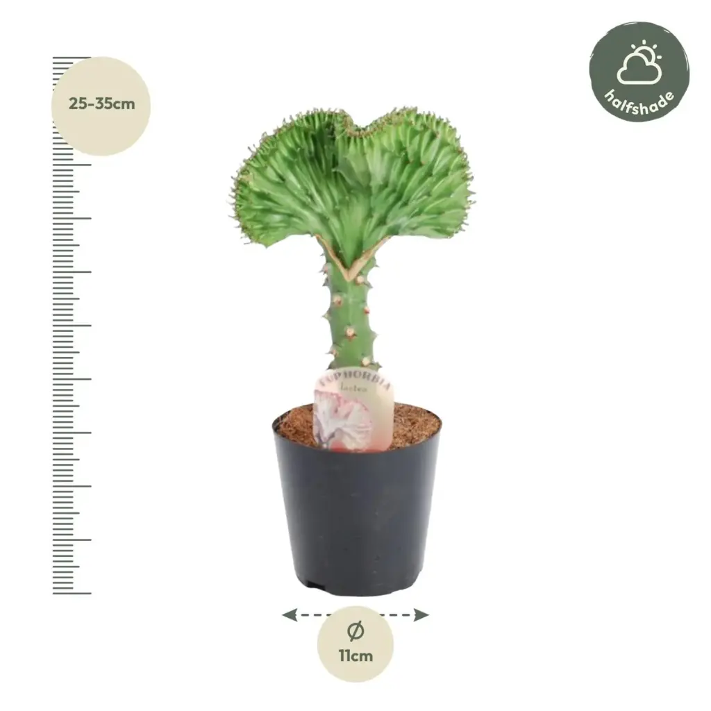 Euphorbia lactea Cristata groen – bijzondere kamerplant