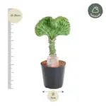 Euphorbia lactea Cristata groen – bijzondere kamerplant
