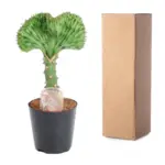 Euphorbia lactea Cristata groen – bijzondere kamerplant
