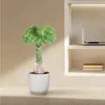 Euphorbia lactea Cristata groen – bijzondere kamerplant