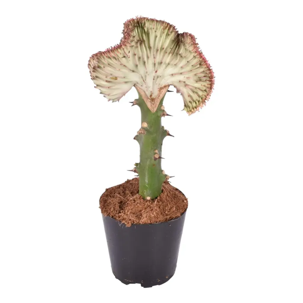 Euphorbia Lactea Cristata rode kamercactus