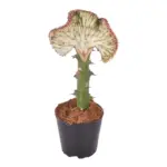 Euphorbia Lactea Cristata rode kamercactus