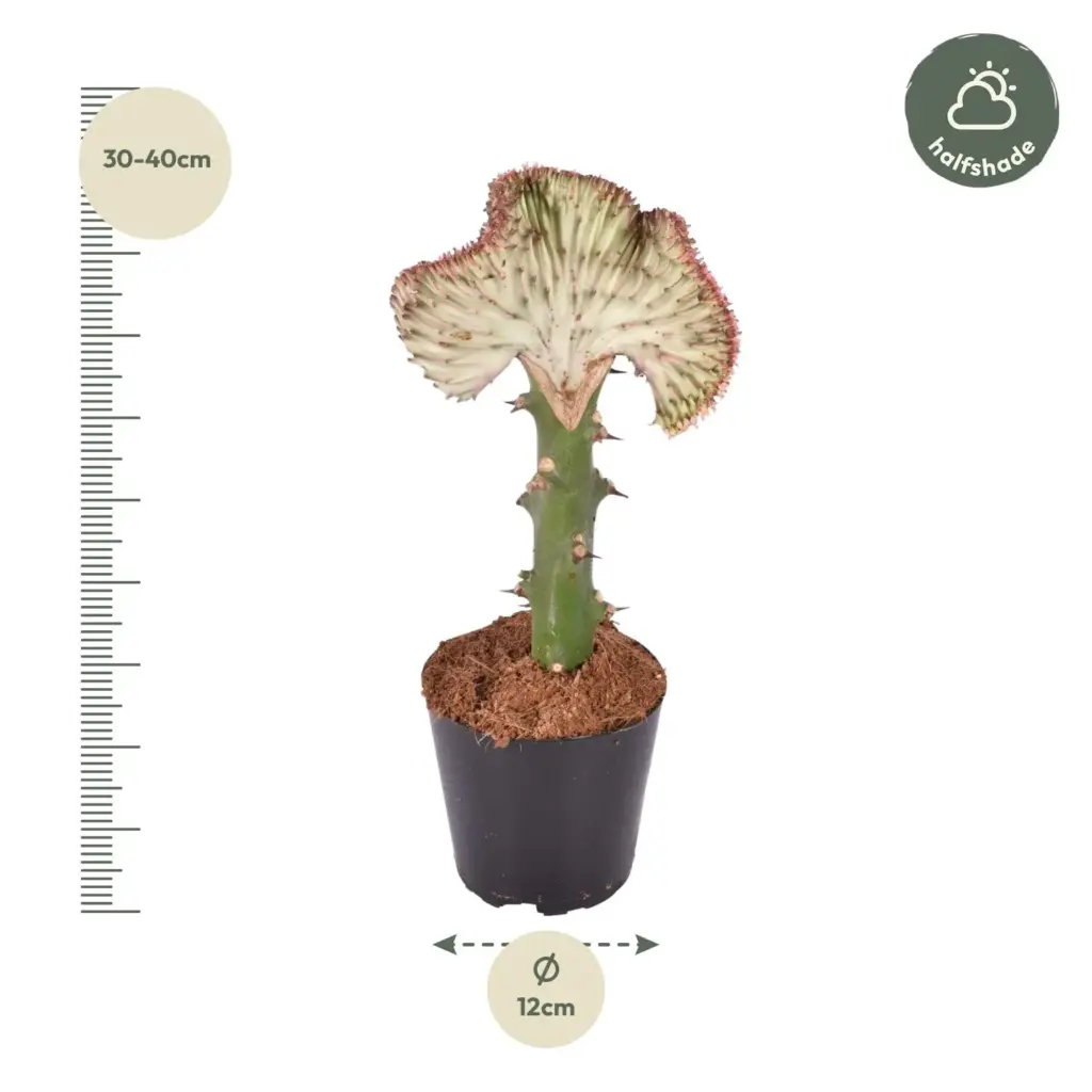 Euphorbia Lactea Cristata rode kamercactus
