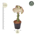 Euphorbia Lactea Cristata rode kamercactus