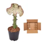 Euphorbia Lactea Cristata rode kamercactus