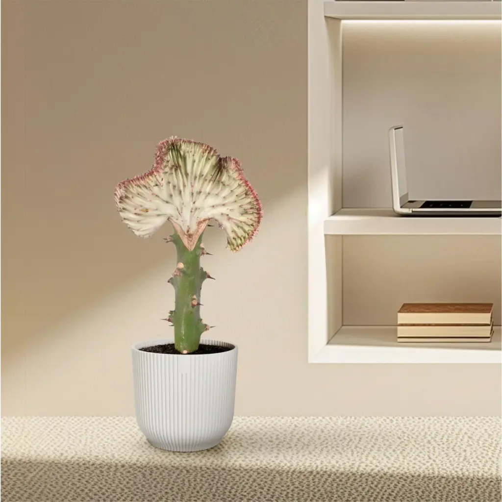 Euphorbia Lactea Cristata rode kamercactus