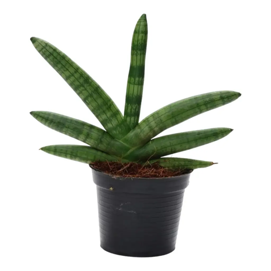 Sansevieria Skyline kamerplant